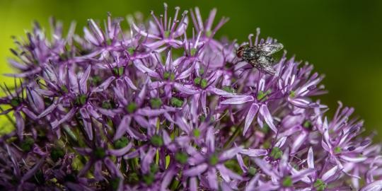 2023_05_30_Sommer-Bepflanzung_112_gw
