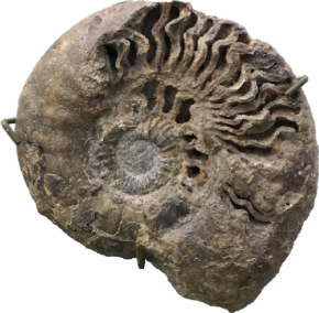 Fossil